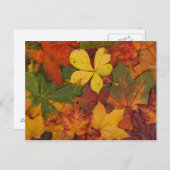 Colorful Autumn Leaves Briefkaart (Voorkant / Achterkant)