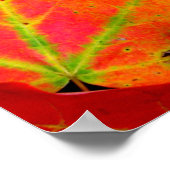 Colorful Autumn Leaves Close-up Poster (Hoek)