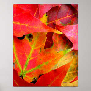 Colorful Autumn Leaves Close-up Poster