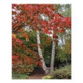 Colorful Autumn Leaves Foto Afdruk (Voorkant)