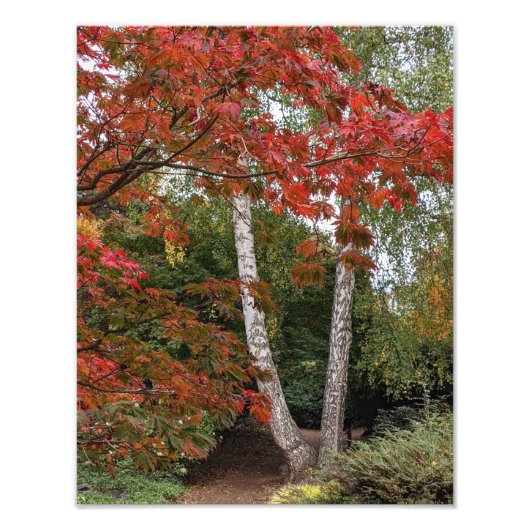 Colorful Autumn Leaves Foto Afdruk (Voorkant)