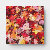 Colorful Autumn Leaves Fotoplaat (Voorkant)