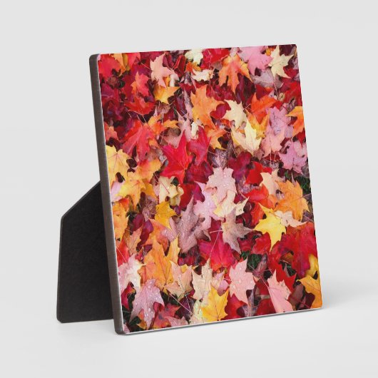 Colorful Autumn Leaves Fotoplaat (Voorkant)