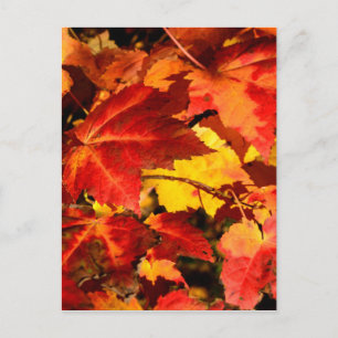 Colorful Autumn Leaves, goudrood oranje esdoorblad Briefkaart