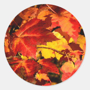 Colorful Autumn Leaves, goudrood oranje esdoorblad Ronde Sticker
