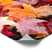 Colorful Autumn Leaves Poster (Hoek)