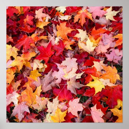 Colorful Autumn Leaves Poster (Voorkant)