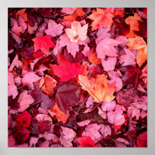 Colorful Autumn Leaves Poster