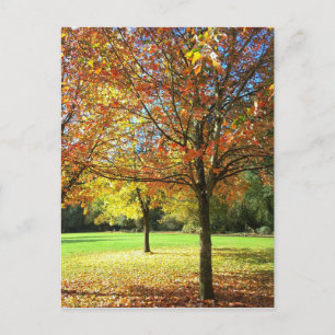Colorful Autumn Trees Briefkaart
