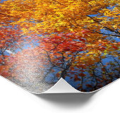 Colorful Autumn Trees Foto Afdruk (Hoek)