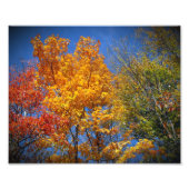 Colorful Autumn Trees Foto Afdruk (Voorkant)