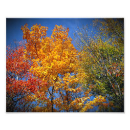 Colorful Autumn Trees Foto Afdruk