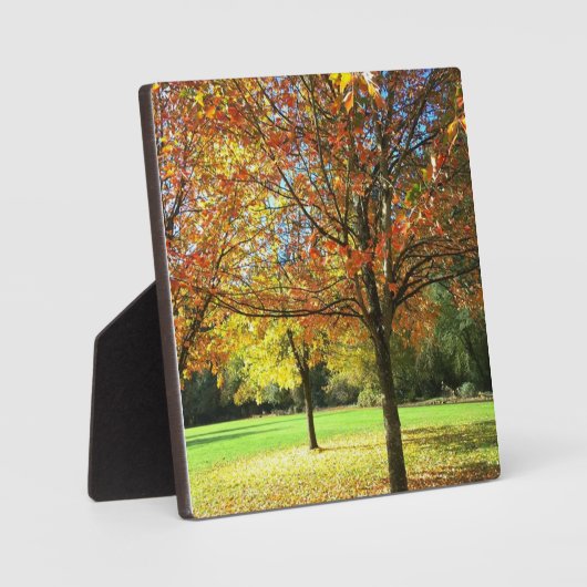 Colorful Autumn Trees Fotoplaat (Voorkant)