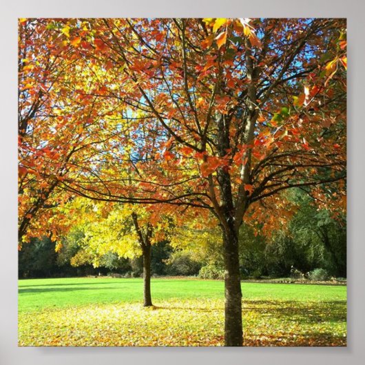 Colorful Autumn Trees Poster (Voorkant)