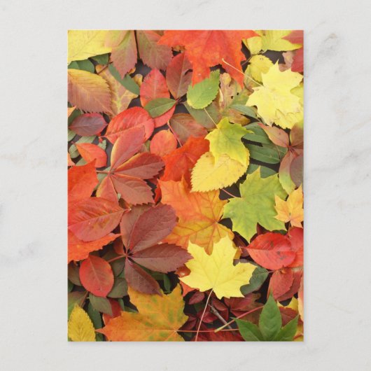 Colorful Background of Fallen Autumn Leaves Briefkaart (Voorkant)