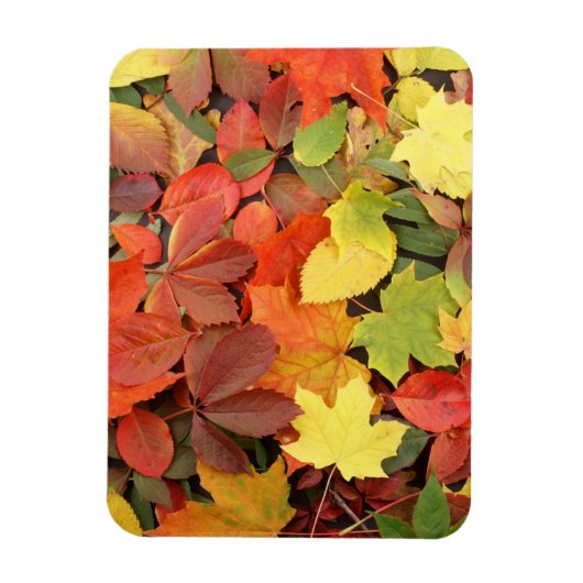 Colorful Background of Fallen Autumn Leaves Magneet (Verticaal)