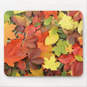 Colorful Background of Fallen Autumn Leaves Muismat