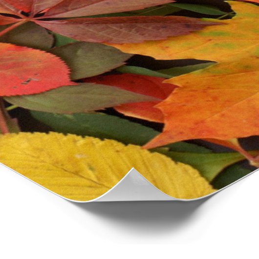 Colorful Background of Fallen Autumn Leaves Poster (Hoek)