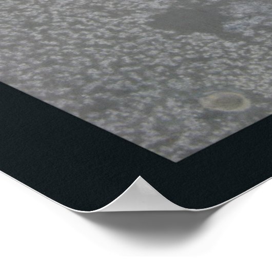 Colorful Bantam Rooster Poster (Hoek)