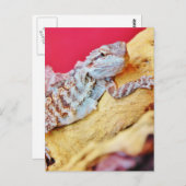 Colorful Bearded Dragon Briefkaart (Voorkant / Achterkant)
