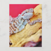 Colorful Bearded Dragon Briefkaart (Voorkant)