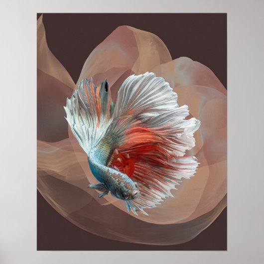 Colorful betta Poster (Voorkant)