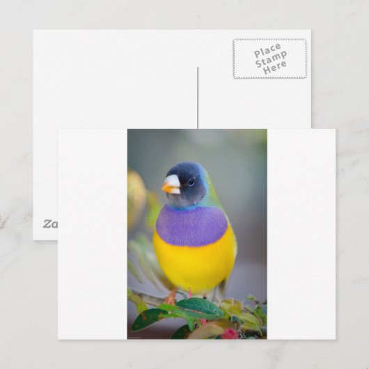 Colorful Bird Briefkaart (Voorkant / Achterkant)