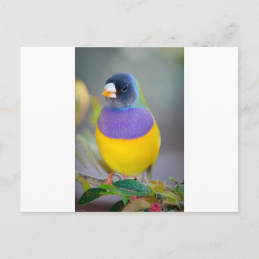 Colorful Bird Briefkaart (Voorkant)