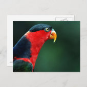 Colorful Bird Briefkaart (Voorkant / Achterkant)