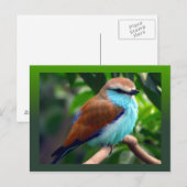 Colorful Bird Briefkaart (Voorkant / Achterkant)