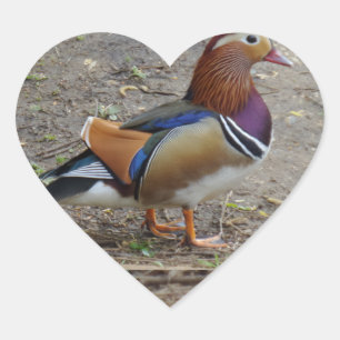 Colorful Bird Heart Sticker