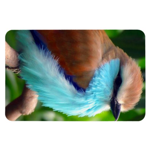 Colorful Bird Magneet (Horizontaal)