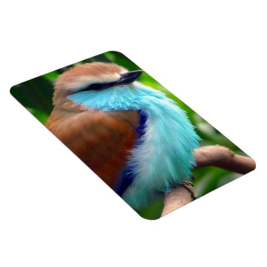 Colorful Bird Magneet (Rechterzijde)