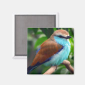Colorful Bird Magneet (Voorkant / Achterkant)