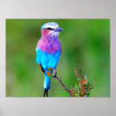 Colorful Bird Poster (Voorkant)