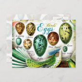 Colorful Birds Eggs Briefkaart (Voorkant / Achterkant)