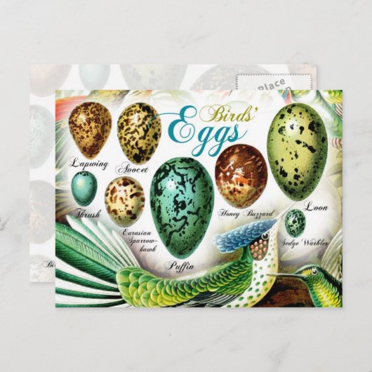 Colorful Birds Eggs Briefkaart (Voorkant / Achterkant)