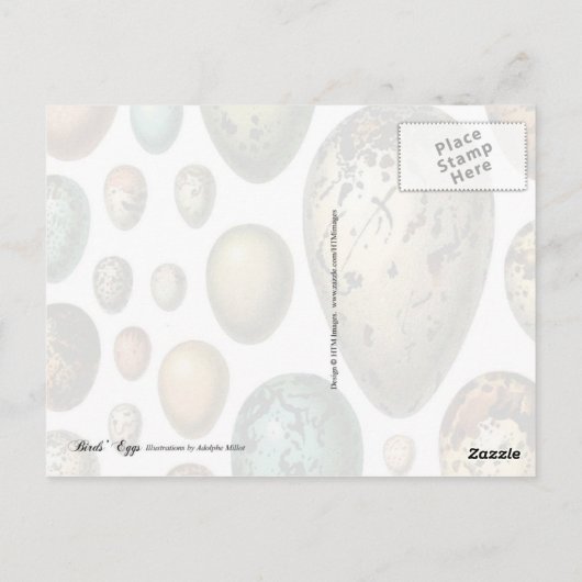 Colorful Birds Eggs Briefkaart (Achterkant)