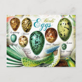 Colorful Birds Eggs Briefkaart (Voorkant)
