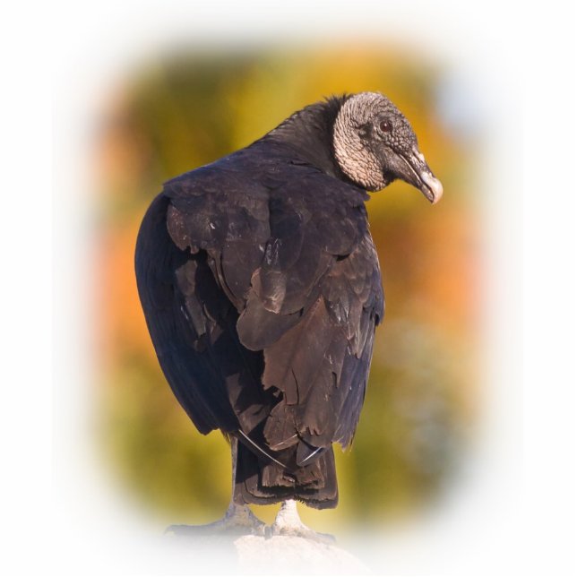 Colorful Black Vulture Staand Fotobeeldje (Voorkant)
