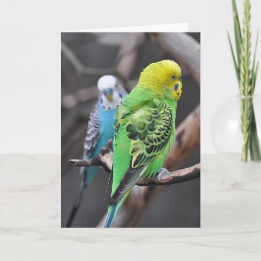 Colorful Budgies! - Frameable Art Card Kaart (Voorkant)