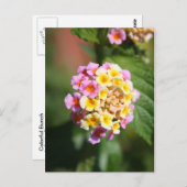 Colorful Bunch Briefkaart (Voorkant / Achterkant)