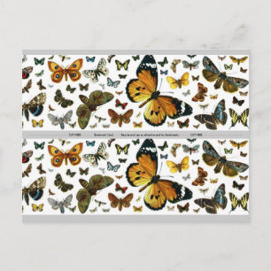 Colorful Butterflies Antiquarian Afbeelding Bladwi Briefkaart