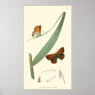 Colorful Butterflies die rond een leder stroomt Poster