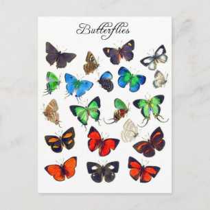 Colorful Butterfly Collectie Briefkaart