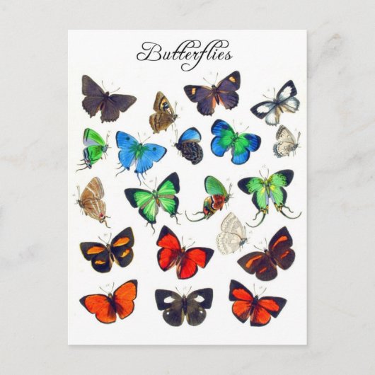 Colorful Butterfly Collectie Briefkaart (Voorkant)