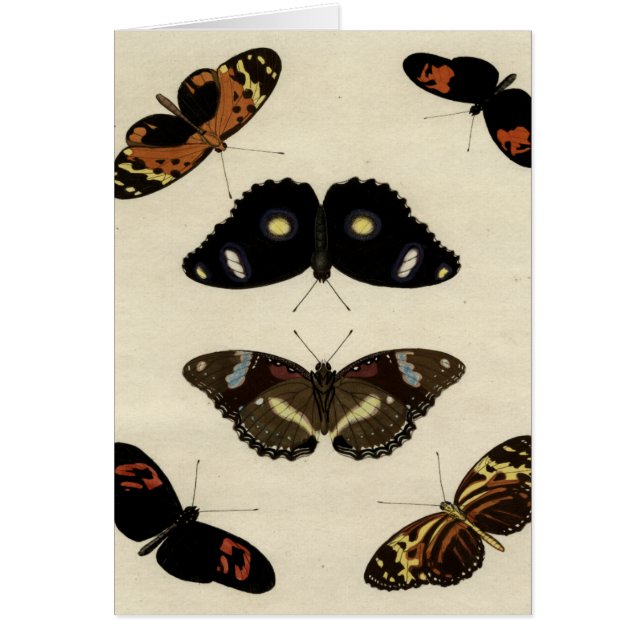 Colorful Butterfly Medley on Cream Background (Voorkant)