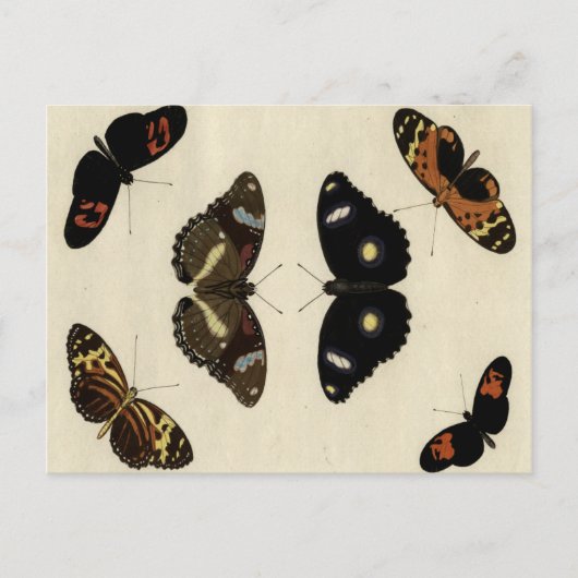 Colorful Butterfly Medley on Cream Background Briefkaart (Voorkant)