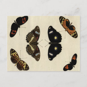 Colorful Butterfly Medley on Cream Background Briefkaart