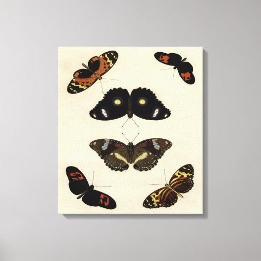 Colorful Butterfly Medley on Cream Background Canvas Afdruk (Voorkant)